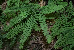 Adiantum aleuticum