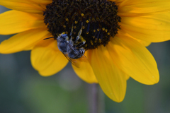 Anthophora montana