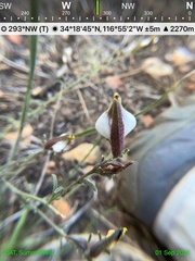 Cordylanthus nevinii