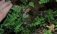 Adiantum aleuticum