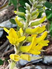 Sophora tomentosa