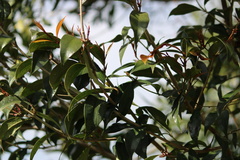 Syzygium australe