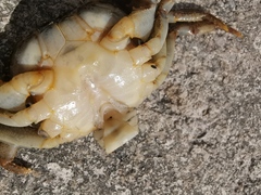 Longpotamon xiangxiense