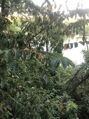 Ulmus rubra