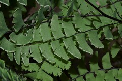 Adiantum aleuticum