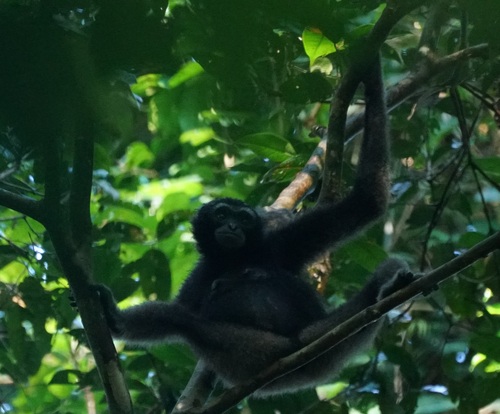 East Bornean Gray Gibbon