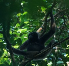 Hylobates funereus