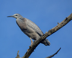 Egretta novaehollandiae