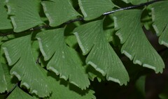 Adiantum aleuticum