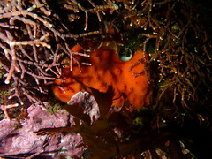 Clathria