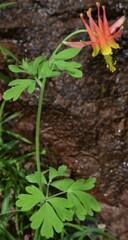 Aquilegia fosteri