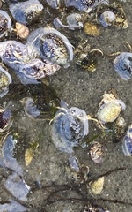 Ilyanassa trivittata