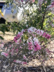 Hypocalymma angustifolium