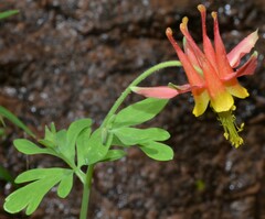 Aquilegia fosteri