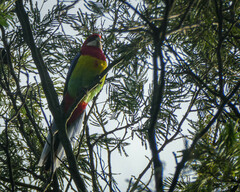 Platycercus eximius