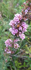 Lespedeza virginica
