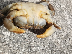 Longpotamon xiangxiense