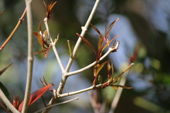 Syzygium australe
