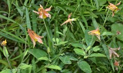 Aquilegia fosteri
