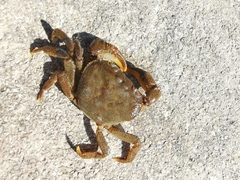 Longpotamon xiangxiense