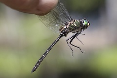 Somatochlora albicincta