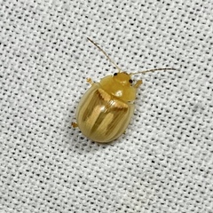 Chrysomelidae