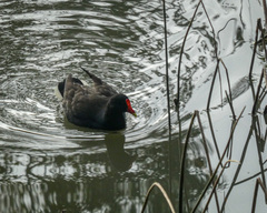 Gallinula tenebrosa