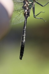 Somatochlora albicincta