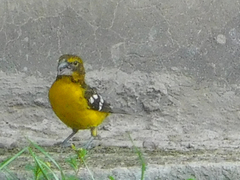 Pheucticus aureoventris