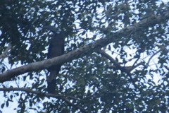 Anorrhinus galeritus