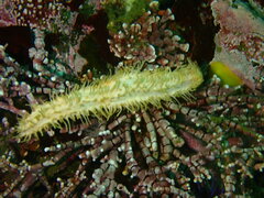 Eupentacta quinquesemita