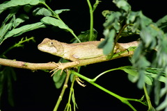 Diploderma swinhonis