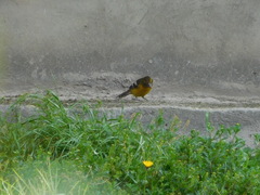 Pheucticus aureoventris