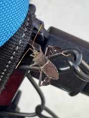 Leptoglossus zonatus