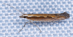 Plutella xylostella