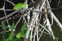 Rhizophora