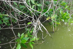 Rhizophora