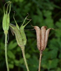 Aquilegia fosteri
