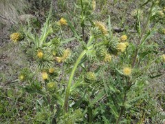 Cirsium parryi