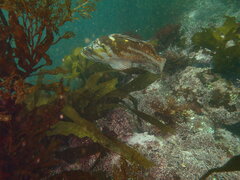 Sebastes caurinus