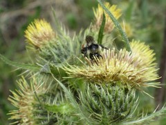 Cirsium parryi