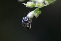 Megachilinae