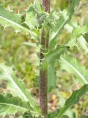 Cirsium parryi