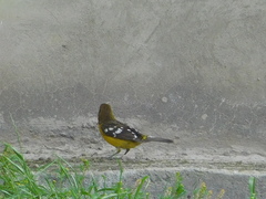 Pheucticus aureoventris