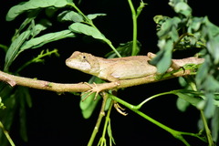 Diploderma swinhonis