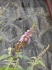 Buddleja davidii