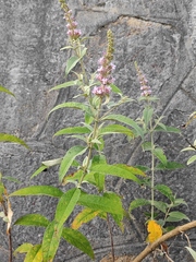 Buddleja davidii
