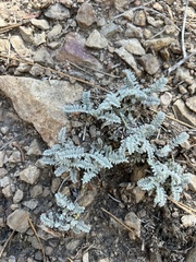 Astragalus leucolobus