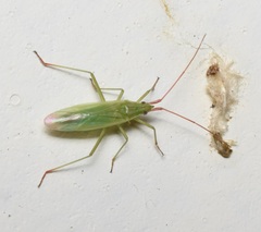Trigonotylus