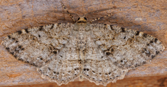 Melanolophia canadaria